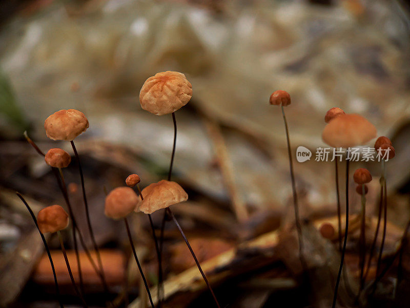 Marasmius siccus